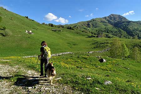 Ai Piani d’Artavaggio con anello Sodadura- Cima di Piazzo da Bonetto il 1 giugno 2019 - FOTOGALLERY